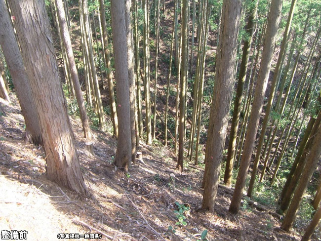 静岡県 森林回復で生態系に好循環 建設ニュース 入札情報 落札情報 建設会社の情報は建通新聞社